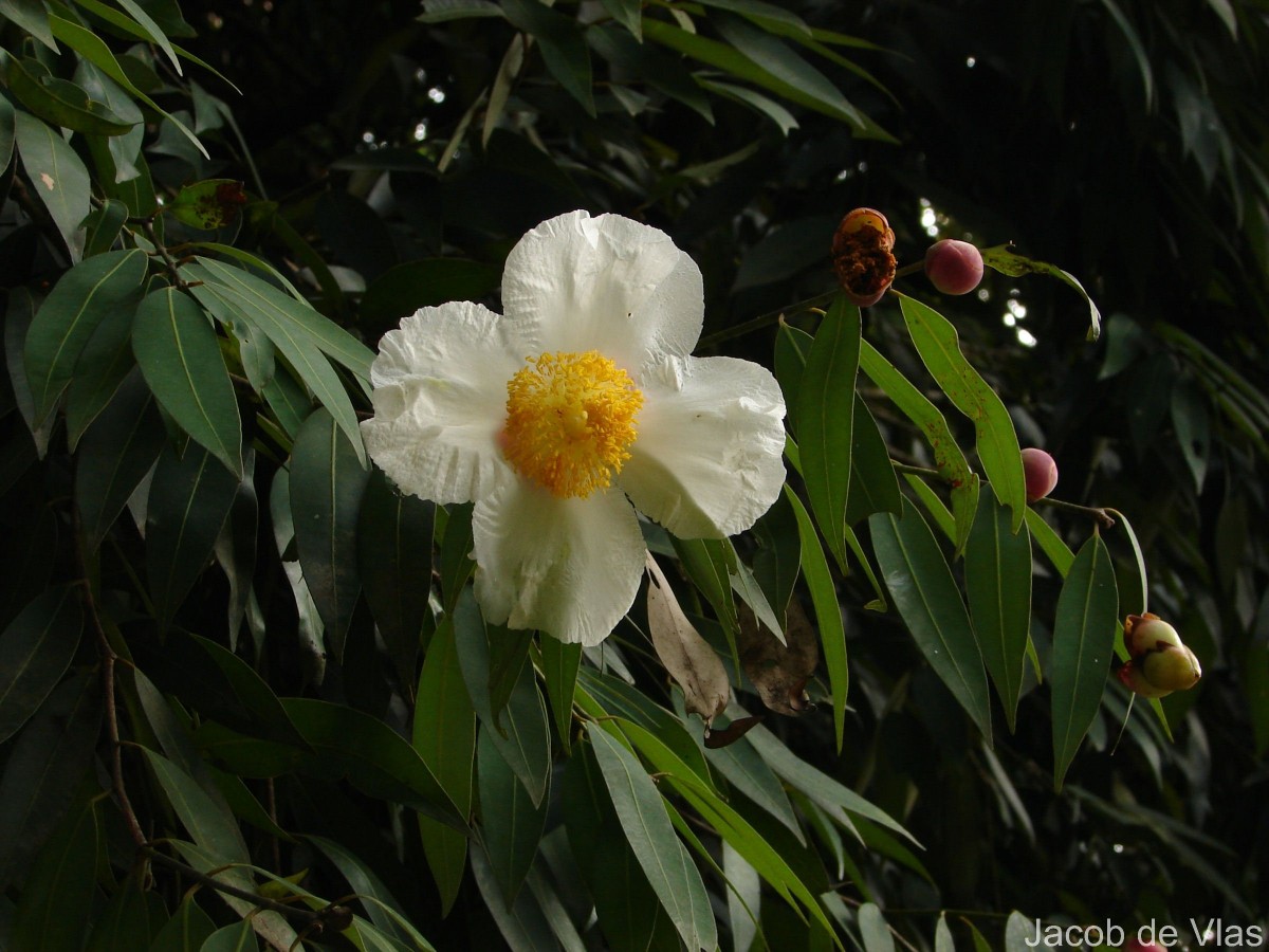 Mesua ferrea L.
